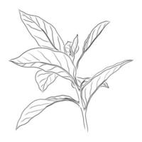 disegno vettoriale di un ramoscello di cachi nero su sfondo bianco