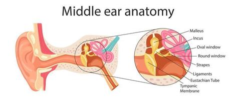 anatomia dell'orecchio medio. illustrazione dettagliata per scopi educativi, medici, biologici e scientifici. vettore