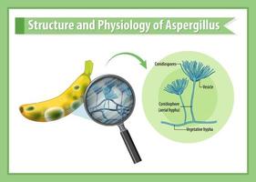 struttura e fisiologia dell'aspergillus banana vettore