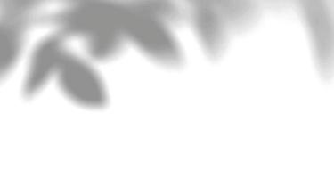 finestre di luce naturale sfocate realistiche, sovrapposizione di ombre di foglie di palma su carta da parati o struttura di cornici, sfondo astratto, estate, primavera, autunno per podio di presentazione del prodotto e mockup stagionale vettore
