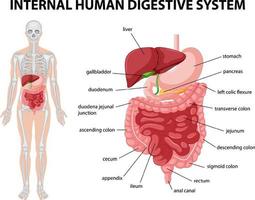 diagramma che mostra il sistema digerente umano interno vettore