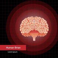 organo interno umano con cervello vettore