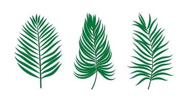 foglie di palma tropicali. insieme vettoriale di elementi per il design.