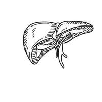 vettore dell'organo umano del fegato