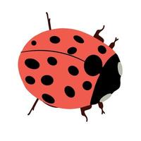 illustrazione coccinella. un insetto estivo. un insetto rosso con macchie. vettore