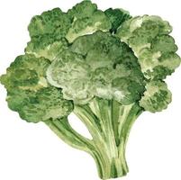 testa verde dell'illustrazione dell'acquerello dei broccoli di cavolo vettore