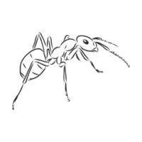 schizzo vettoriale formica