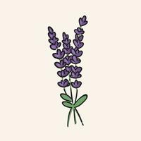 bouquet di fiori di lavanda disegnati a mano. illustrazione di fiori di contorno moderno, icona. vettore modificabile, isolato.