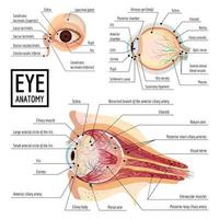 infografica bulbo oculare, stile cartone animato vettore