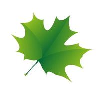 un acero verde naturale lascia su sfondo bianco. foglie d'acero isolate nella progettazione dell'illustrazione vettore