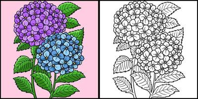 illustrazione colorata di colorazione del fiore di ortensia vettore