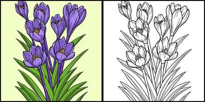 illustrazione colorata della pagina di coloritura del fiore del croco vettore