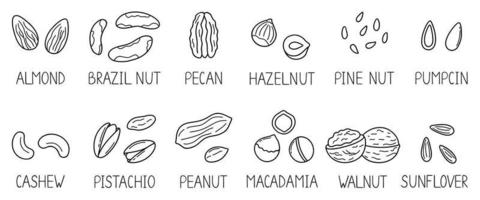 insieme disegnato a mano di noci e semi scarabocchi con titoli. mandorla, nocciola, pistacchio, macadamia, anacardi, noce in stile schizzo. illustrazione vettoriale isolato su sfondo bianco