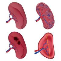 set di icone di anatomia della milza, stile realistico vettore