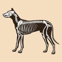 illustrazione vettoriale del cane scheletro