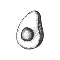 mezzo avocado disegnato a mano. frutto realistico di vettore. spaccato di avocado. vettore