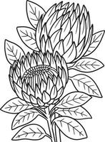 Pagina da colorare di fiori di proteas per adulti vettore