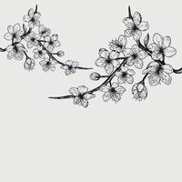 sakura fiore di ciliegio ramo linea arte fiori o isolato volante realistico giapponese ciliegio o albicocca elementi floreali vettore