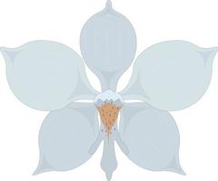 illustrazione vettoriale di fiori di orchidea bianca