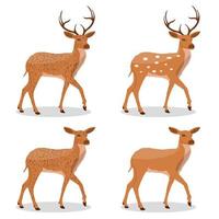 illustrazione vettoriale del set di caratteri dei cartoni animati di cervo su sfondo bianco, animale selvatico.
