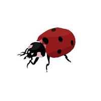 coccinella con sfondo bianco, la migliore illustrazione vettoriale di coccinella fumettista