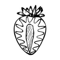 clipart di fragola vettoriale. icona di bacca disegnata a mano. illustrazione di frutta. per stampa, web, design, arredamento vettore