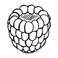 clipart di lampone o mora vettoriale. icona di bacca disegnata a mano. illustrazione di frutta. per stampa, web, design, arredamento, logo. vettore