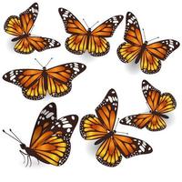 insieme dell'illustrazione delle farfalle arancioni di vettore