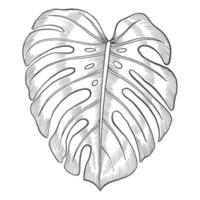 schizzo disegnato a mano di doodle isolato della pianta della foglia di monstera con lo stile del profilo vettore