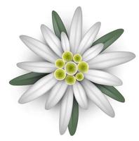 vettore di illustrazione stella alpina isolato. fiore bianco
