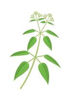 illustrazione vettoriale, manjistha o rubia cordifolia, comunemente noto come madder indiano, isolato su sfondo bianco. vettore