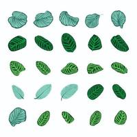 set di foglie di calathea tropicale. foglia esotica disegnata a mano botanica. elementi del modello per il design ecologico della natura del fogliame. illustrazione vettoriale