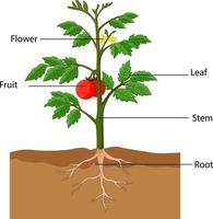 illustrazione che mostra le parti di una pianta di pomodoro vettore