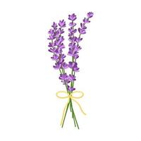 bouquet di fiori di lavanda. illustrazione vettoriale di fiori di lavanda isolati su sfondo bianco