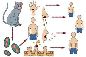 la via dell'infezione e il meccanismo di trasmissione all'uomo del virus del vaiolo delle scimmie in stile cartone animato. scimmia - virus - uomo. vettore