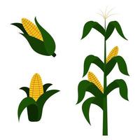 una serie di schizzi vettoriali di mais. con una pianta di mais e pannocchie di mais. disegno botanico di un disegno di antiche piante di cereali. ottimo per imballaggi, menu, etichette