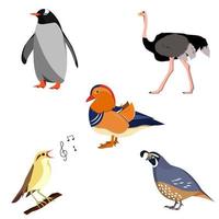 una serie di uccelli. il vettore è isolato su uno sfondo bianco. pinguino, struzzo, anatra mandarina, usignolo, quaglia