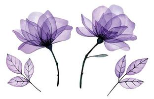 disegno ad acquerello. fiori trasparenti. set di rose viola e foglie trasparenti, raggi x. decorazione. vettore