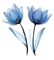disegno ad acquerello. tulipani di fiori blu trasparenti. fiori di tulipano trasparenti isolati su sfondo bianco, disegno a inchiostro. design per matrimonio, cartoline, congratulazioni. clip art di fiori vettore
