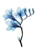 disegno ad acquerello. fiori di fresia trasparenti. isolato su sfondo bianco fiore di fresia tropicale blu. clipart vettore