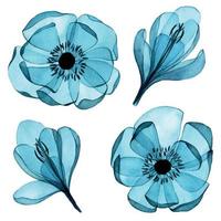 disegno ad acquerello. set di colori trasparenti. clipart, fiori blu crochi e anemoni in stile vintage, raggi x. vettore