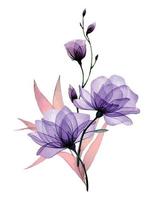 composizione con fiori trasparenti. rose viola, fiori e foglie di rosa canina. delicato schema a raggi X vettore