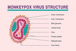 Infografica sulla struttura del virus del vaiolo delle scimmie. malattia causata da infezione da virus. illustrazione vettoriale di articoli medici o banner di notizie.