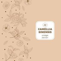 banner vintage di camelia sinensis vettore