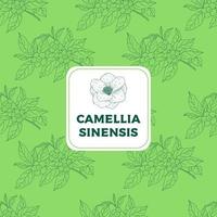 Camellia sinensis verde vintage seamless vettore