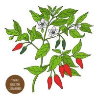 disegno di pianta vintage pepe di Cayenna vettore