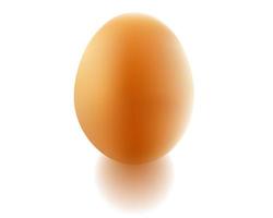 uovo di gallina e ombra vettore