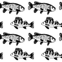 modello vettoriale senza cuciture di pesce ruff su sfondo bianco. uno scarabocchio disegnato a mano. pesce di fiume e pesca. per la progettazione di album, carta, stampa su tessuto, per ragazzi.