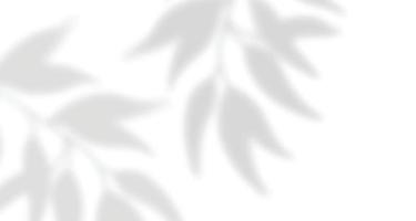 finestre di luce naturale sfocate realistiche, sovrapposizione di ombre di foglie di palma su carta da parati o struttura di cornici, sfondo astratto, estate, primavera, autunno per podio di presentazione del prodotto e mockup stagionale