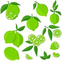 set con lime. tagliare gli agrumi a fette, fette, cerchi. lime fresche mature su un ramo di albero vettore